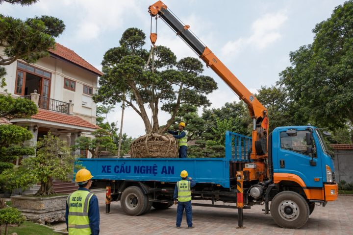 Kinh Nghiệm Di Dời Cây Cảnh Kích Thước Lớn